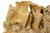 Fossil Plesiosaur (Zarafasaura) Cervical Vertebrae - Morocco #334778-5